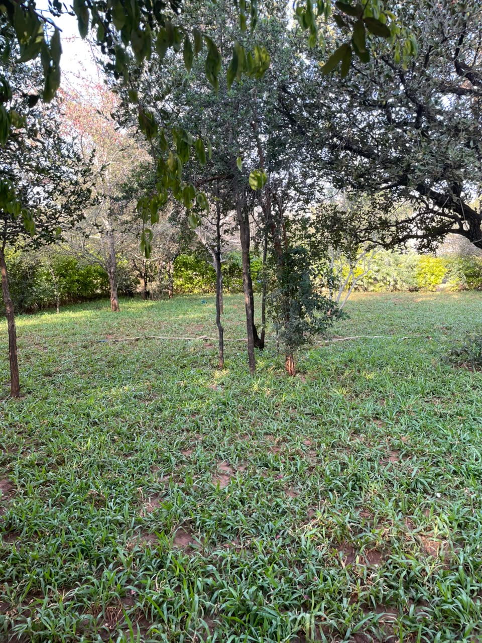 Green garden